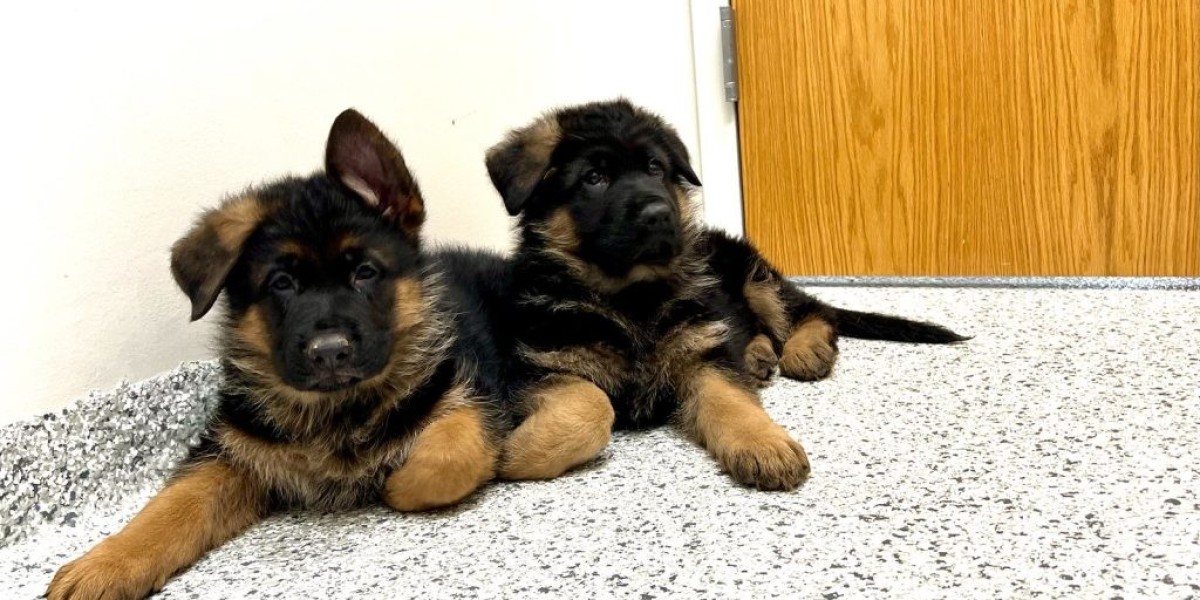 15 Amazing Facts About German Shepherd Puppies For Sale In Switzerland